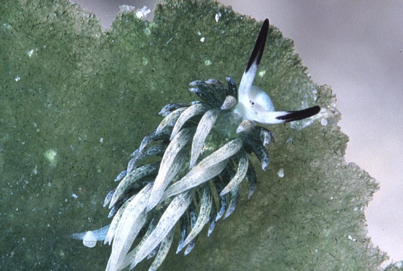 Costasiella usagi